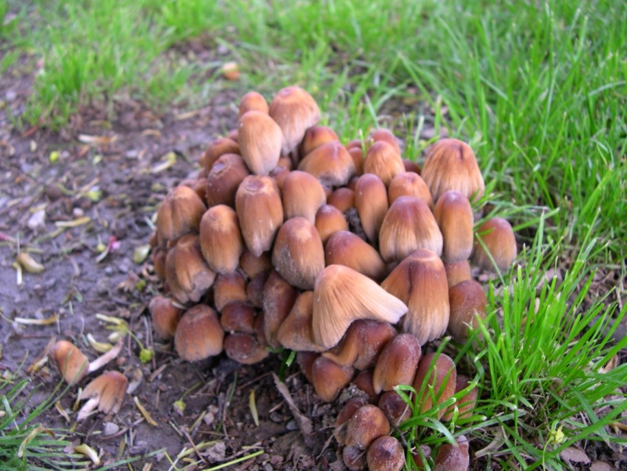 Навозник мерцающий Coprinus micaceus