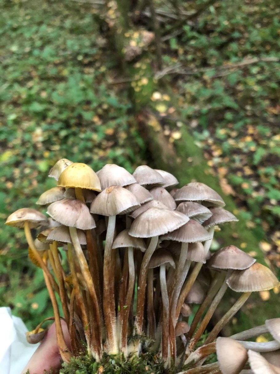 Грибы которые растут кучками