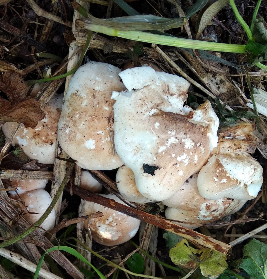 Трутовик овечий альбатреллус