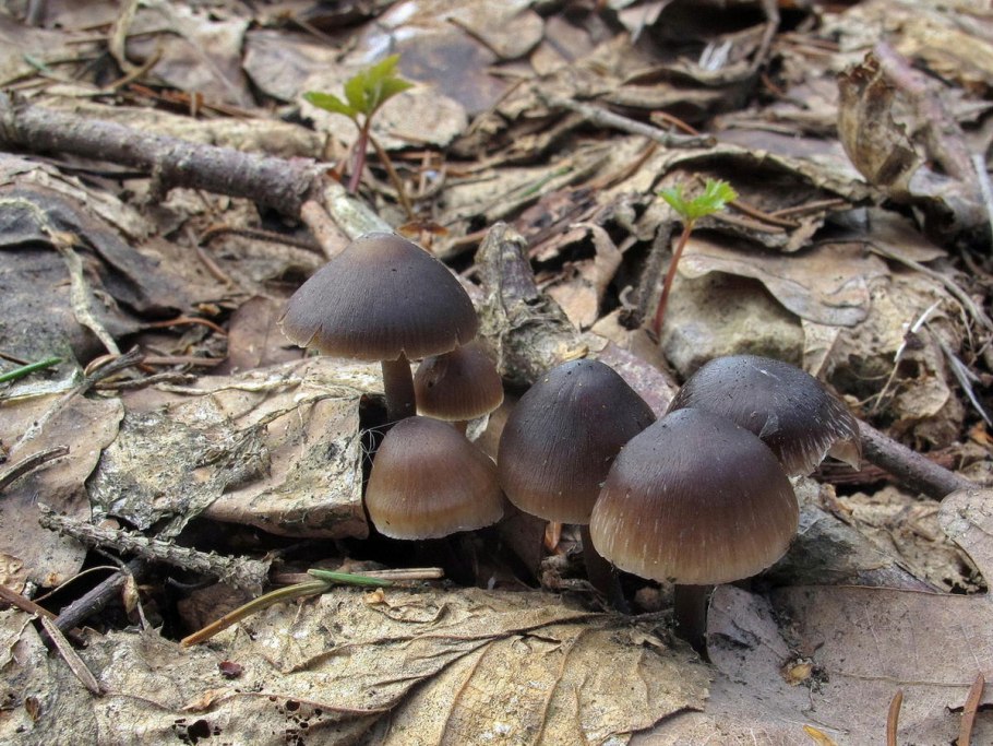 Серые грибы кучкой