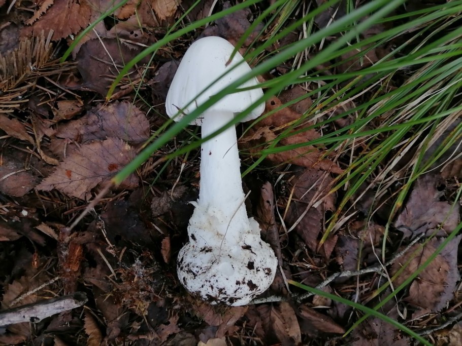 Лже опята осенние