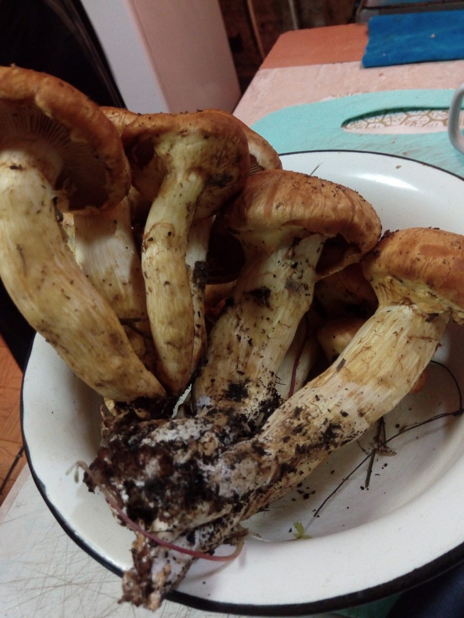 Грибы рядовки в Белгородской области