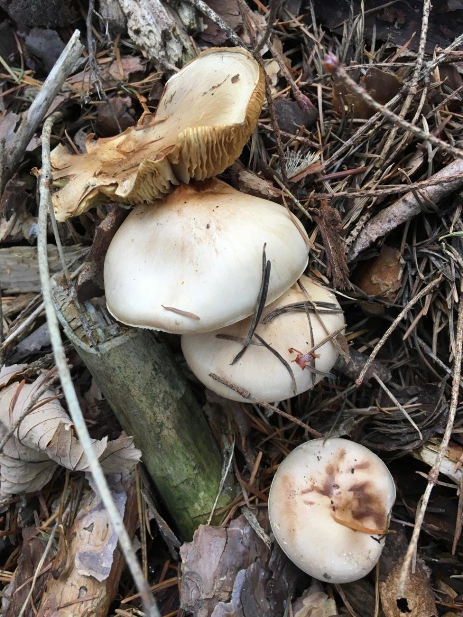 Чешуйчатка глинисто-желтая