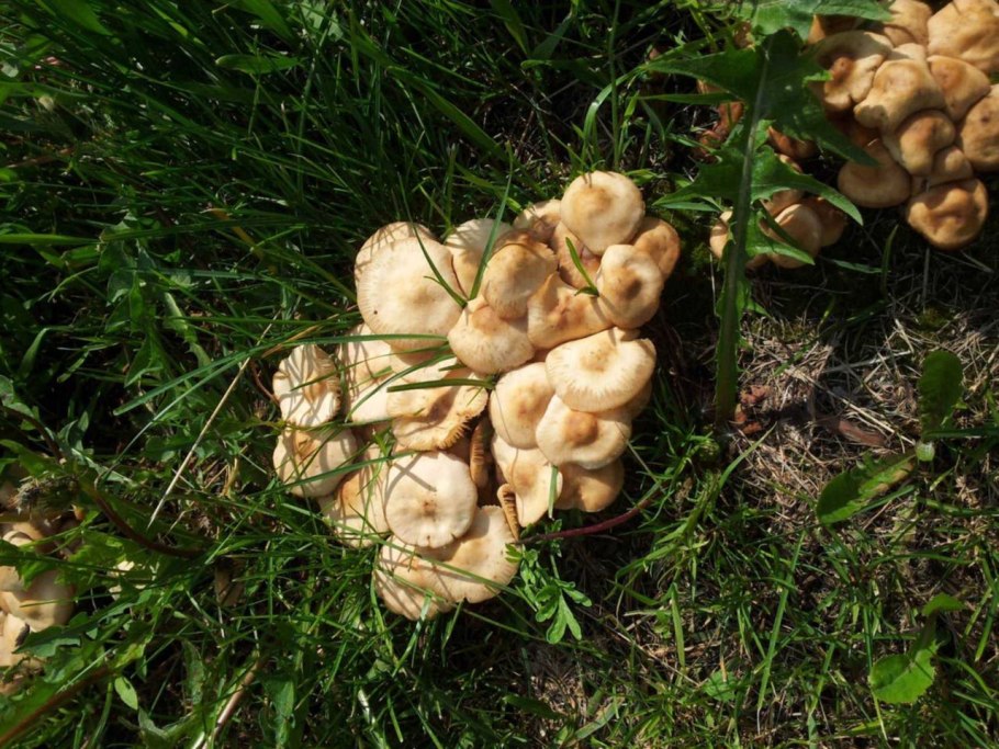 Рядовка грибы в Сосновом Бору