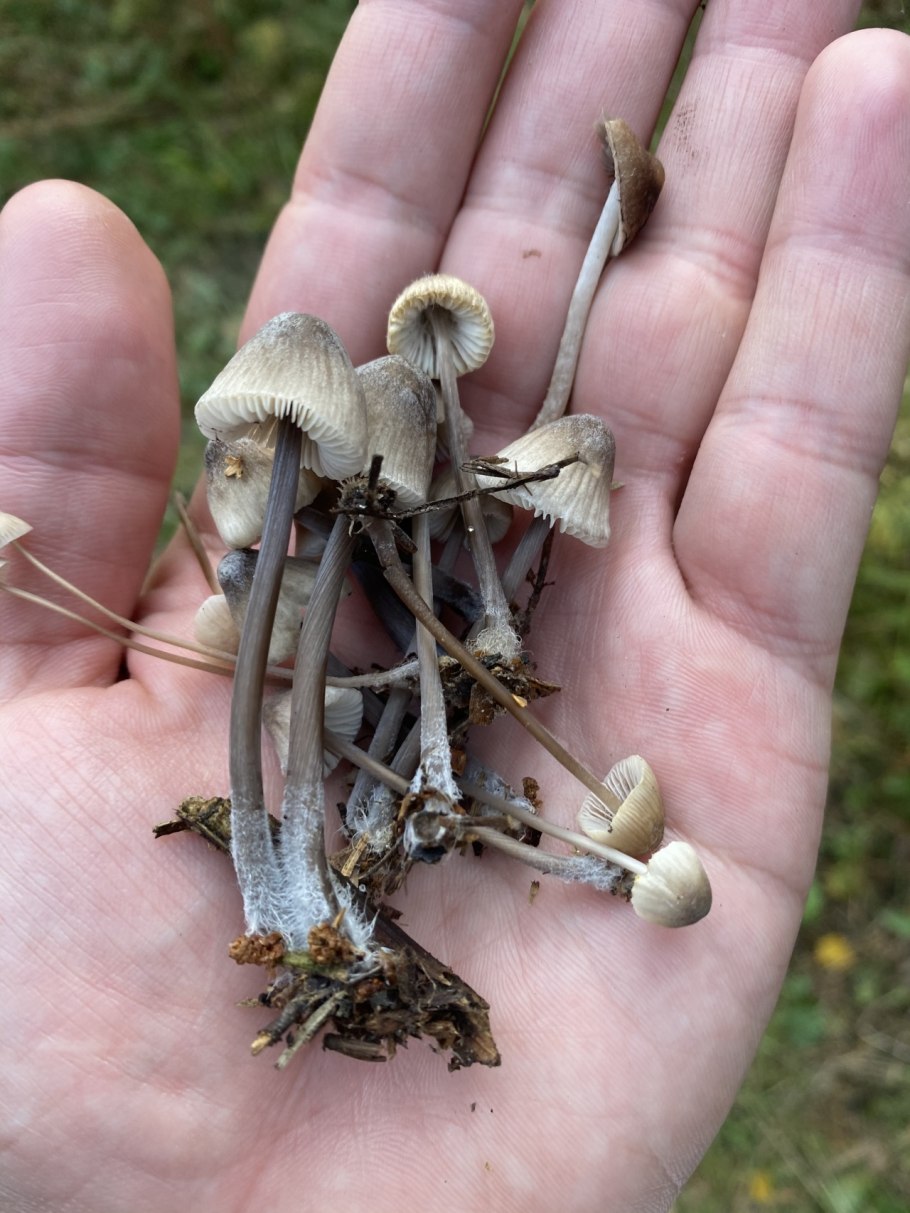 Рядовка скученная Lyophyllum decastes