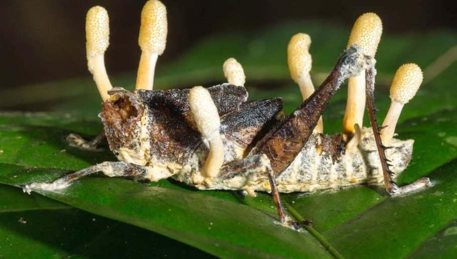 Кордицепс однобокий Ophiocordyceps unilateralis