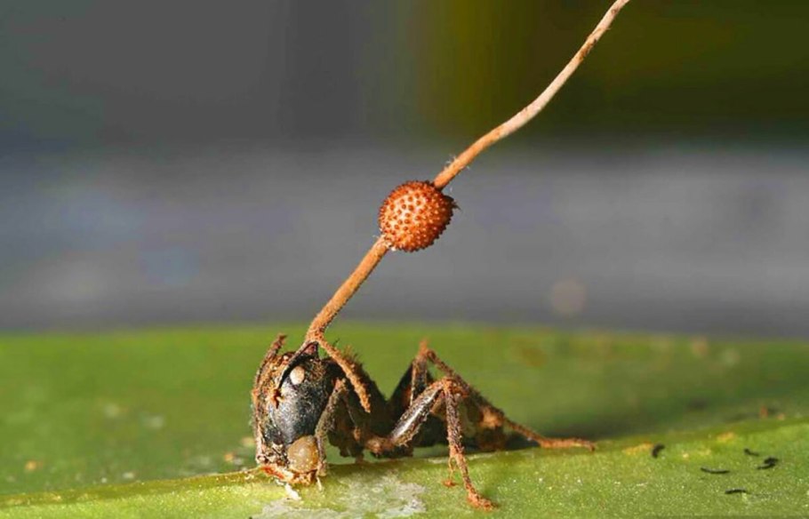 Кордицепс однобокий (Сordyceps unilateralis).