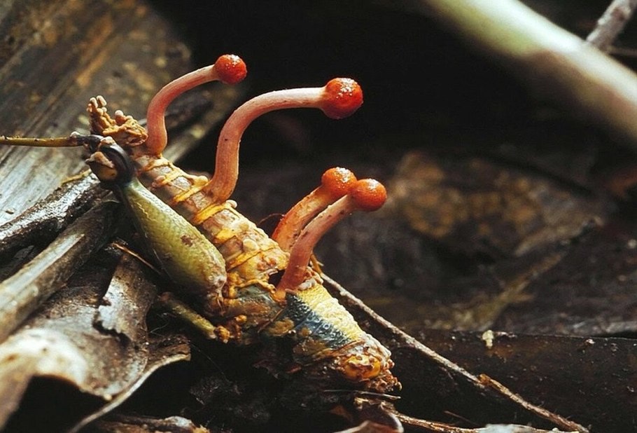 Кордицепс муравей зомби