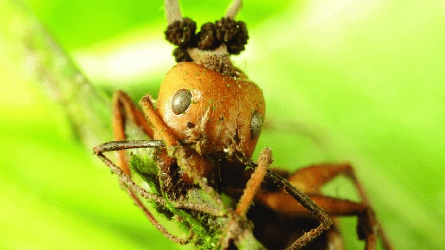 Ophiocordyceps sobolifera