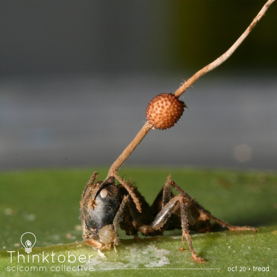 Хищные грибы кордицепс