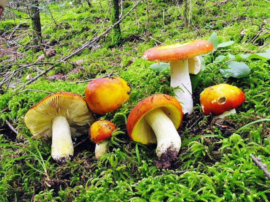 Сыроежка золотистая (Russula Aurea)
