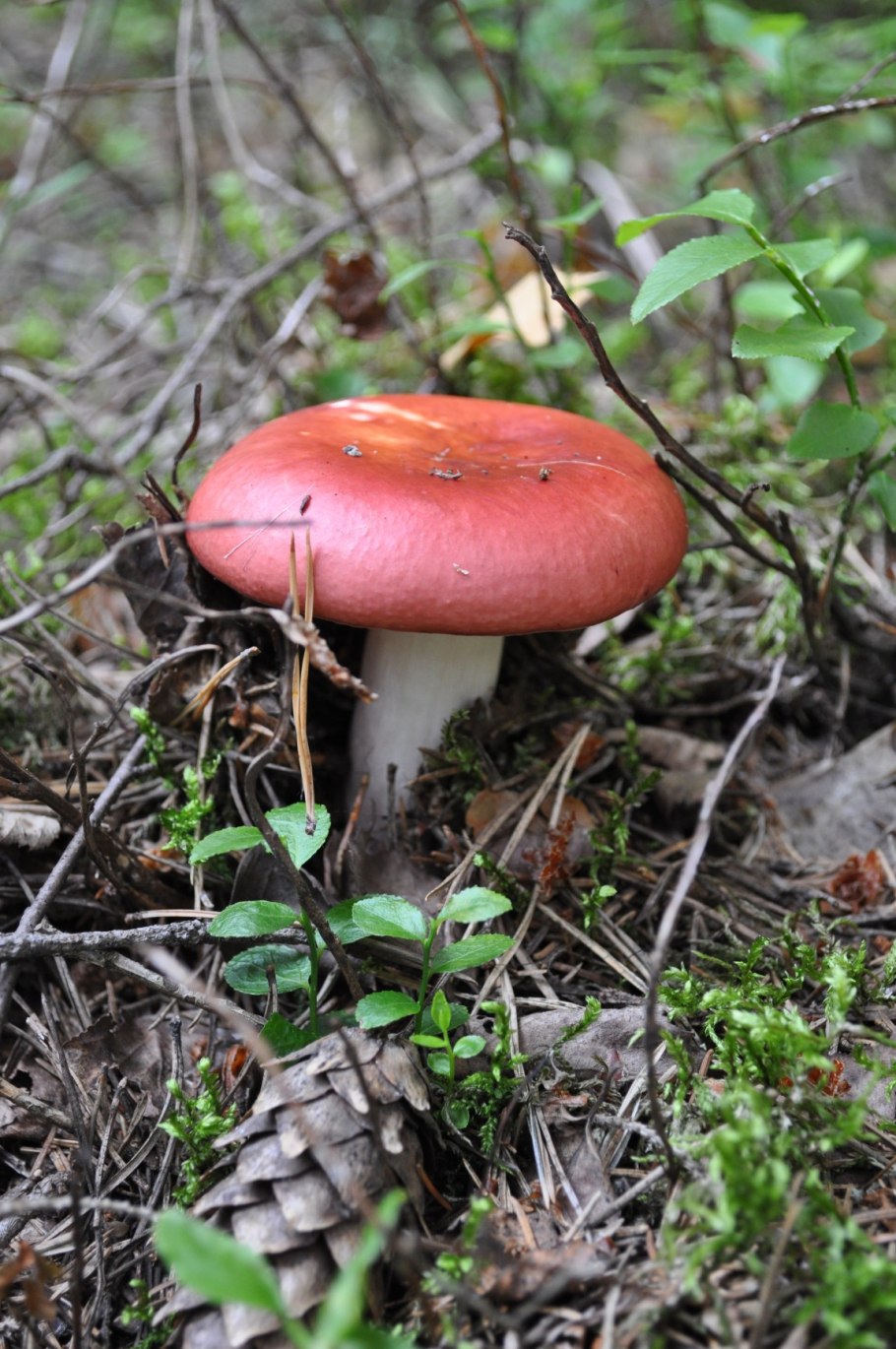 Гриб сыроежка красная