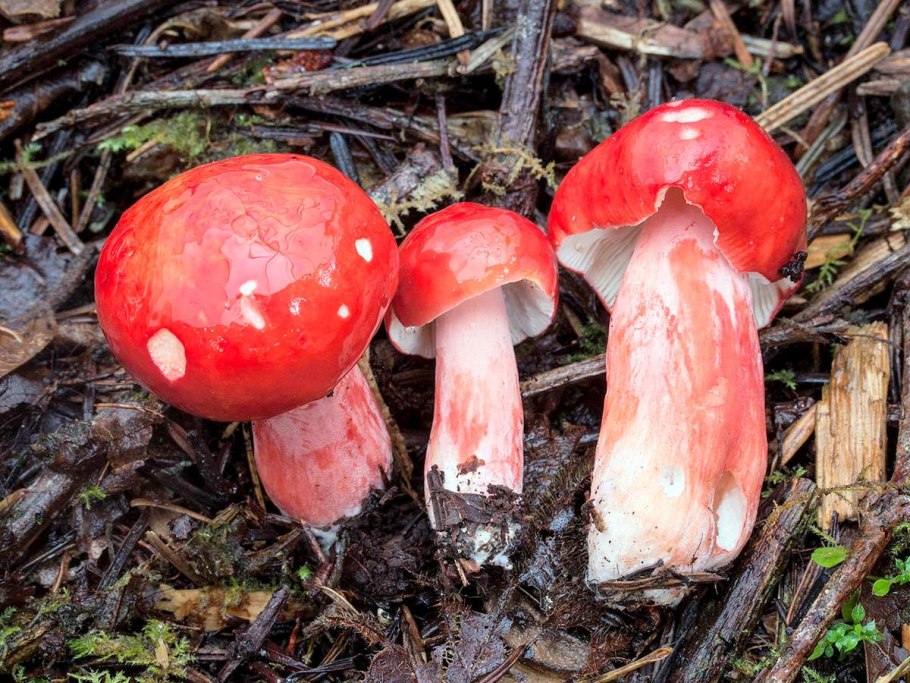 Сыроежка кроваво-красная (Russula sanguinea)