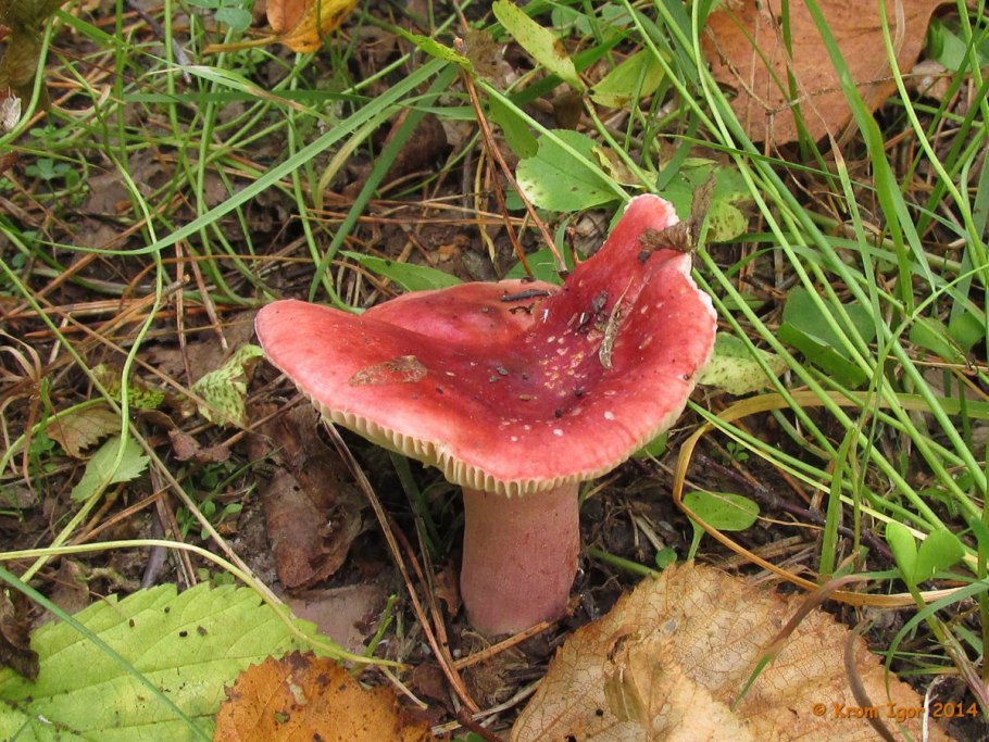 Russula sanguinea