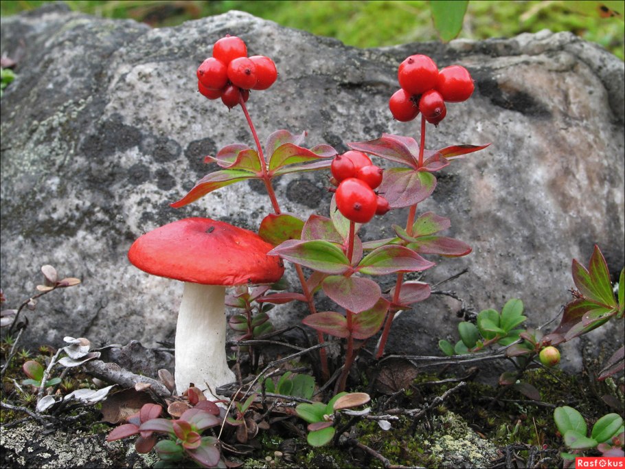 Сыроежки на Кольском полуострове