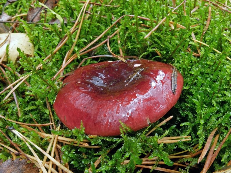 Сыроежка буреющая Russula xerampelina