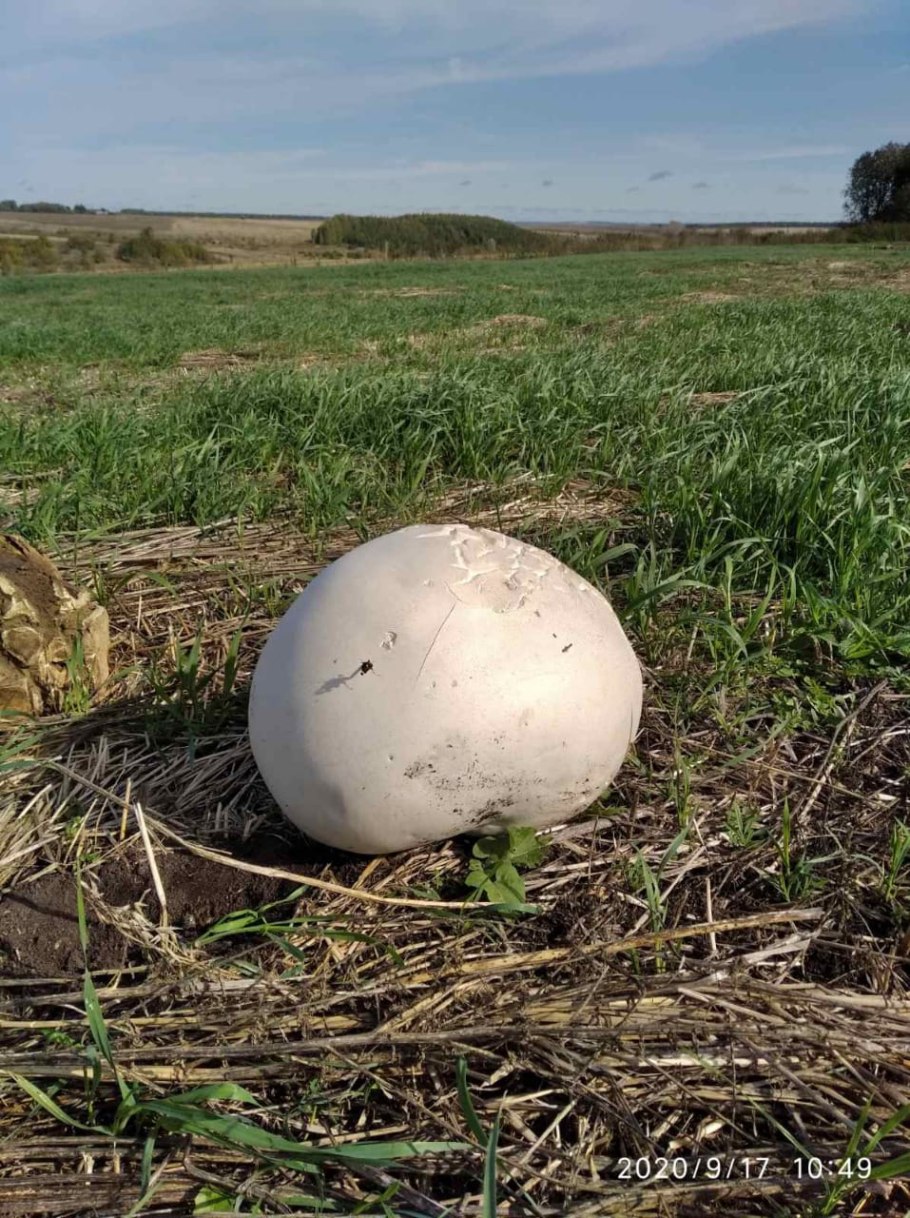 Гриб ГОЛОВАЧ