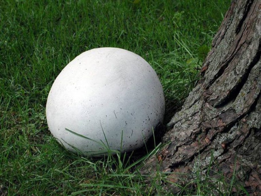 Гриб calvatia gigantea