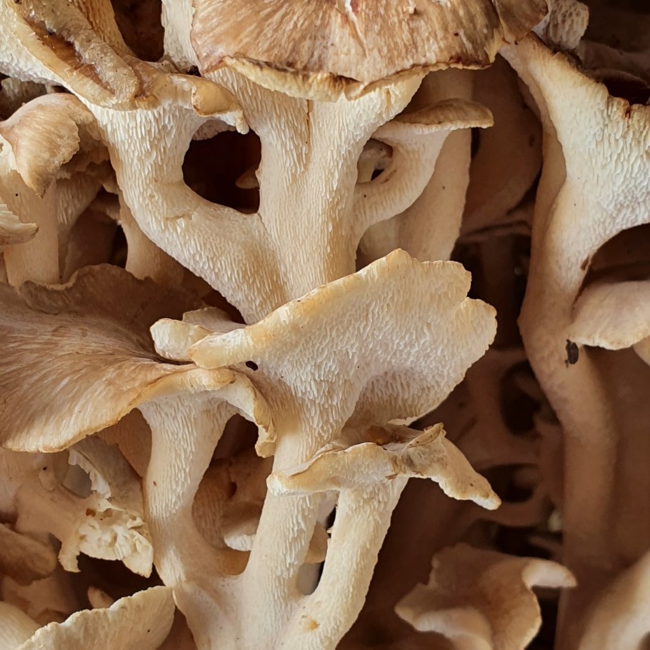 Боровик трутовик