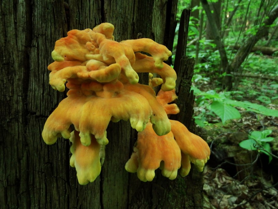 Трутовик сернисто жёлтый