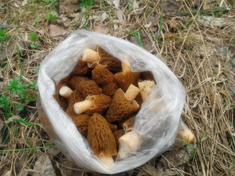 Трутовик сернисто жёлтый