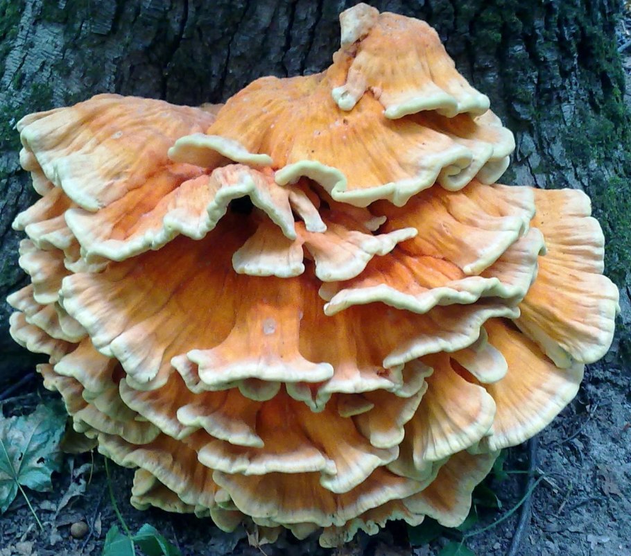 Гриб куриное мясо