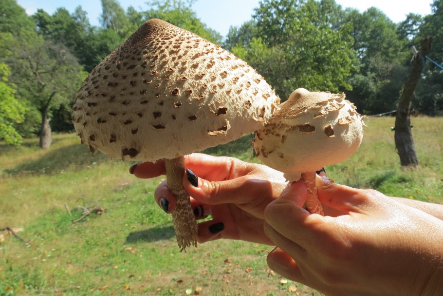 Гриб курица трутовик