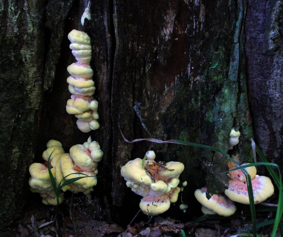 Серно желтый трутовик