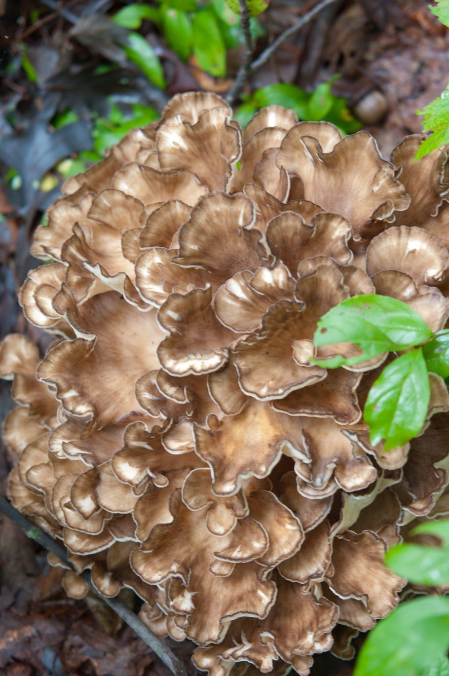 Куриное филе с грибами и сыром