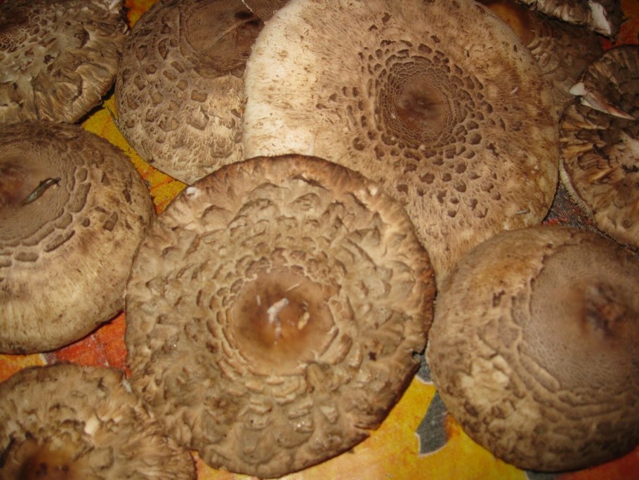 Гриб Покров невесты