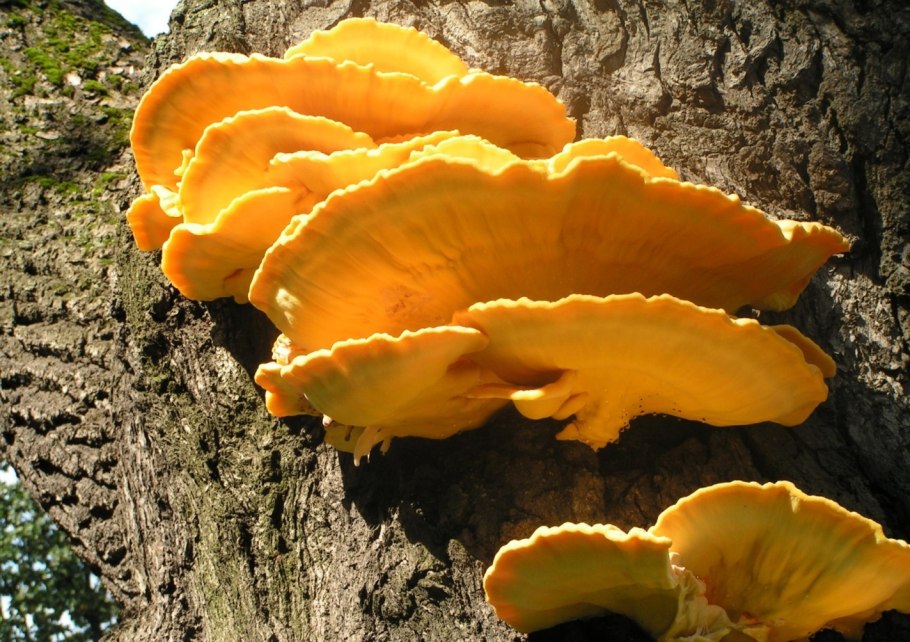 Трутовик коралловый