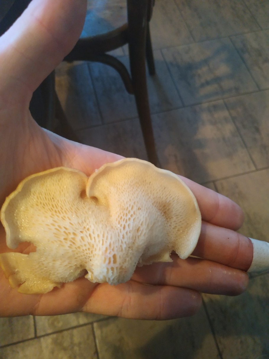 Гриб ежовик усиковый