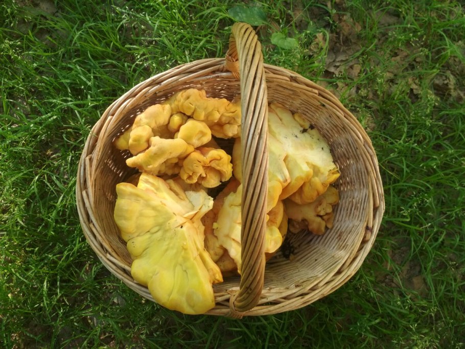 Ведьмино лукошко гриб