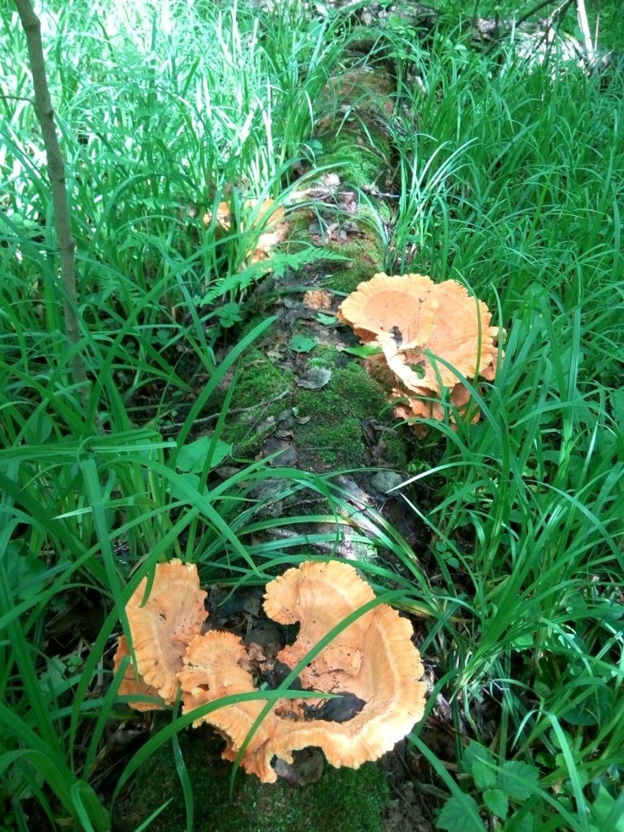 Трутовик Лисий