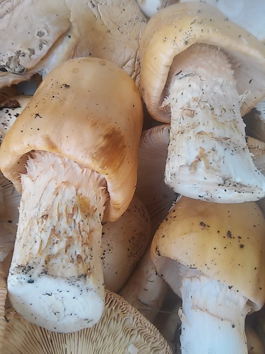 Куриные грудки с грибами в соусе