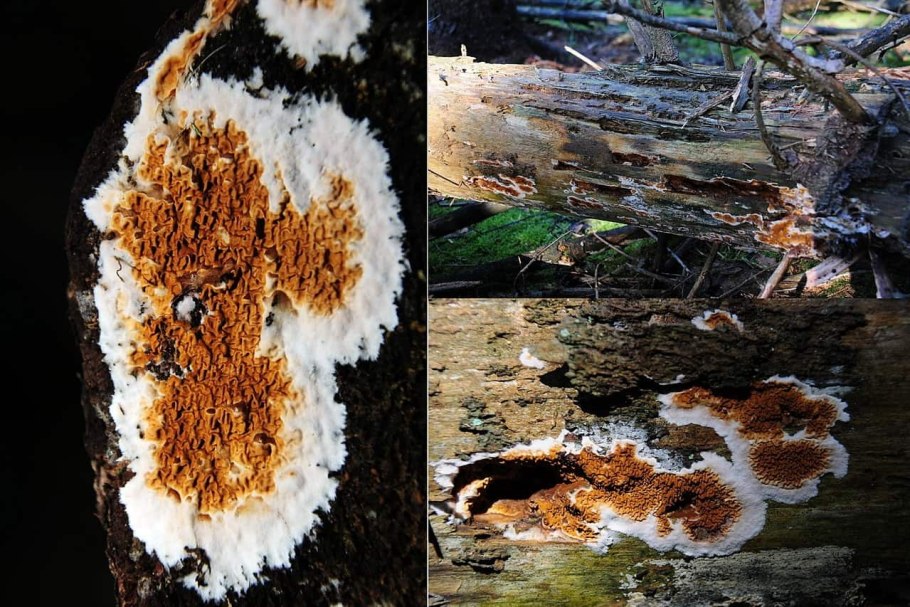 Merulius Lacrymans