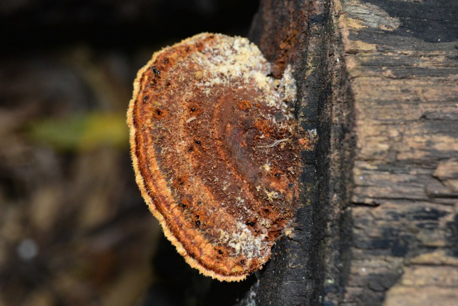 Serpula Lacrymans