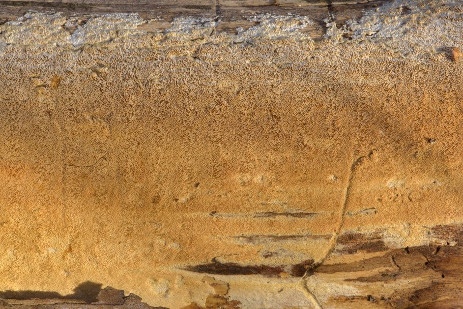 Serpula Lacrymans рисунок