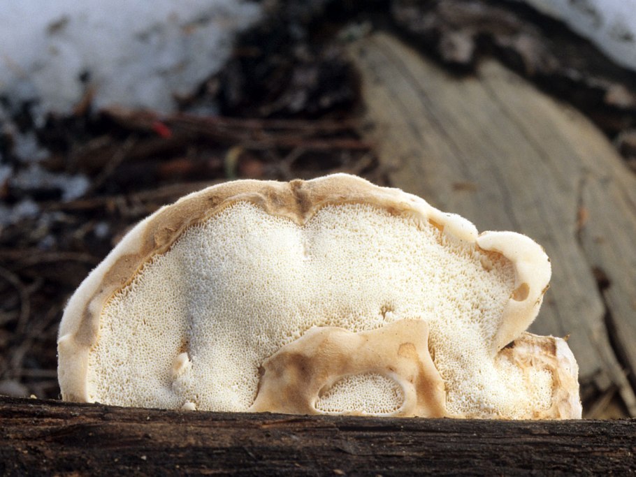 Spongiporus undosus