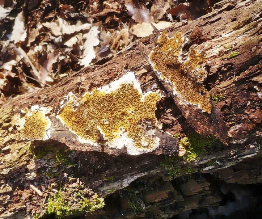 Serpula Lacrymans