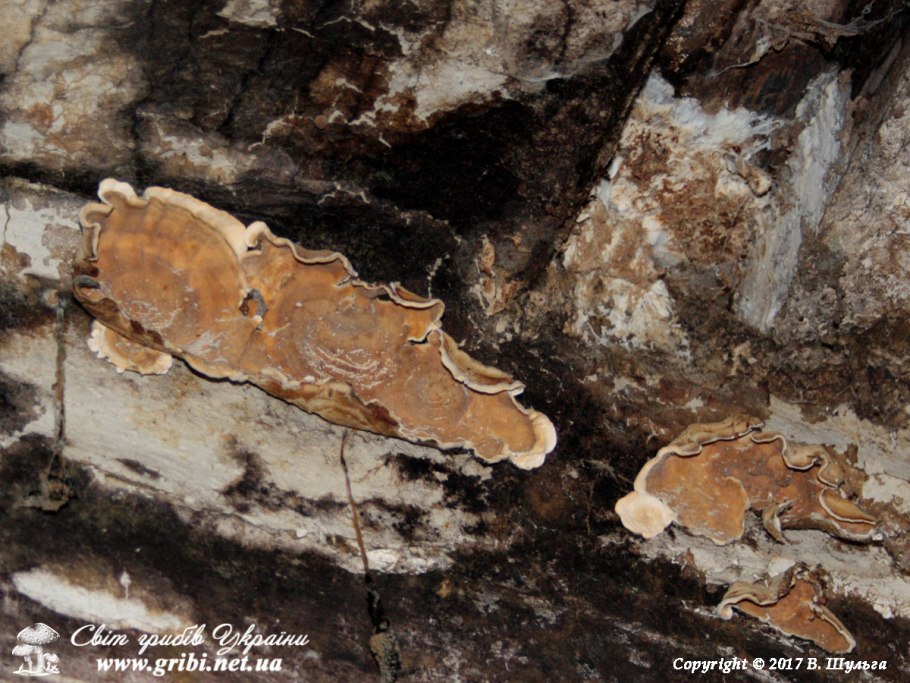 Плодовое тело Serpula Lacrymans