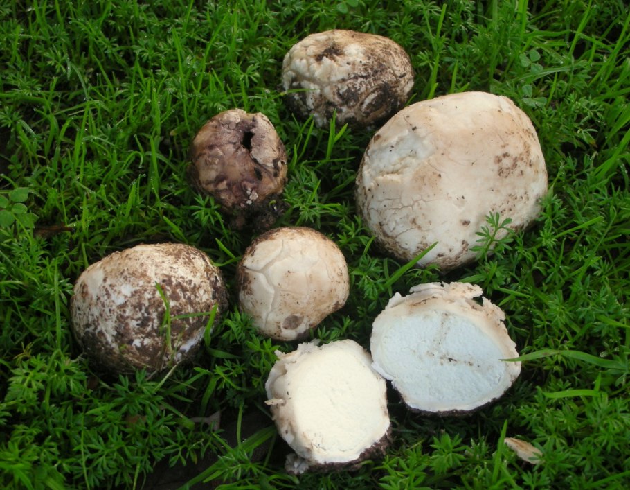 Гриб дождевик Bovista