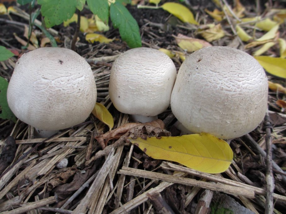 Шампиньон дикий Лесной