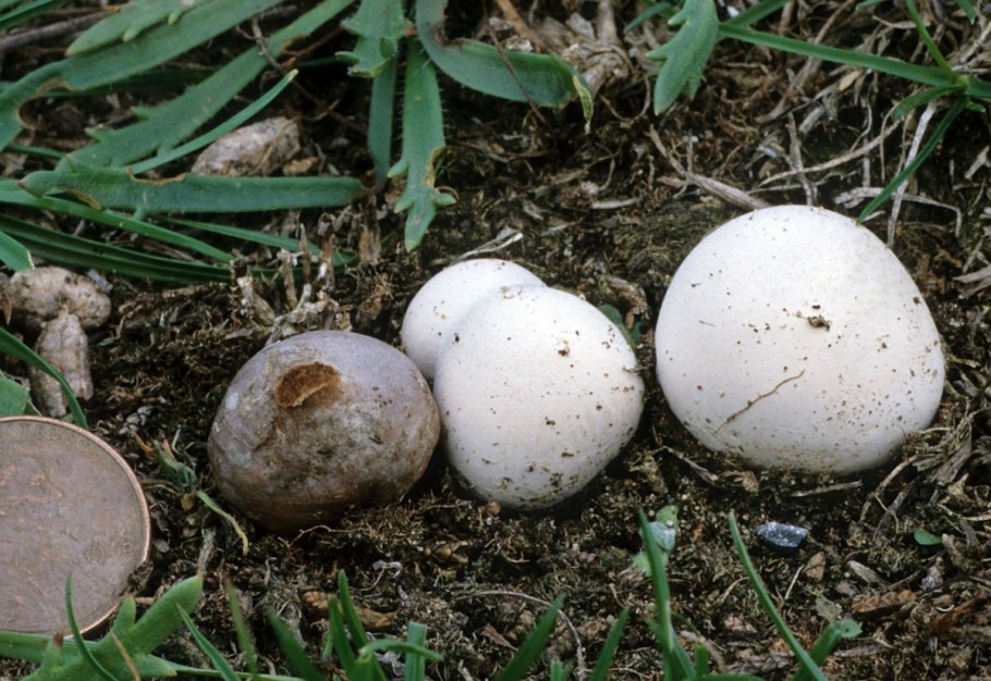 Шампиньоны без ножек