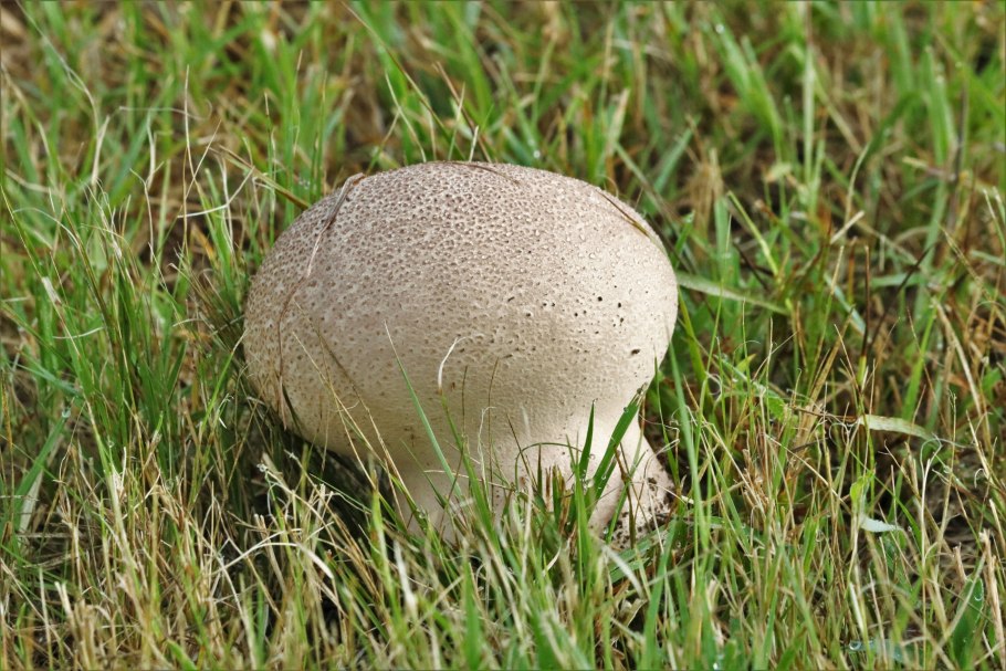 «Гриб дождевик» (Puffball