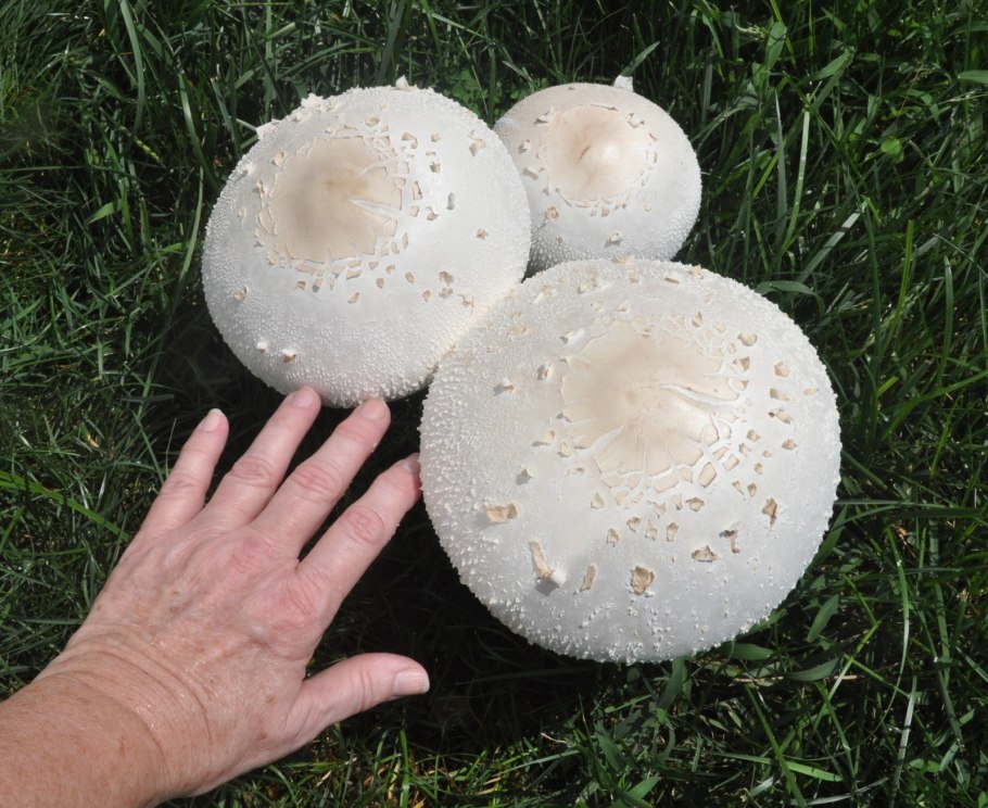 Calvatia utriformis (ГОЛОВАЧ мешковатый)