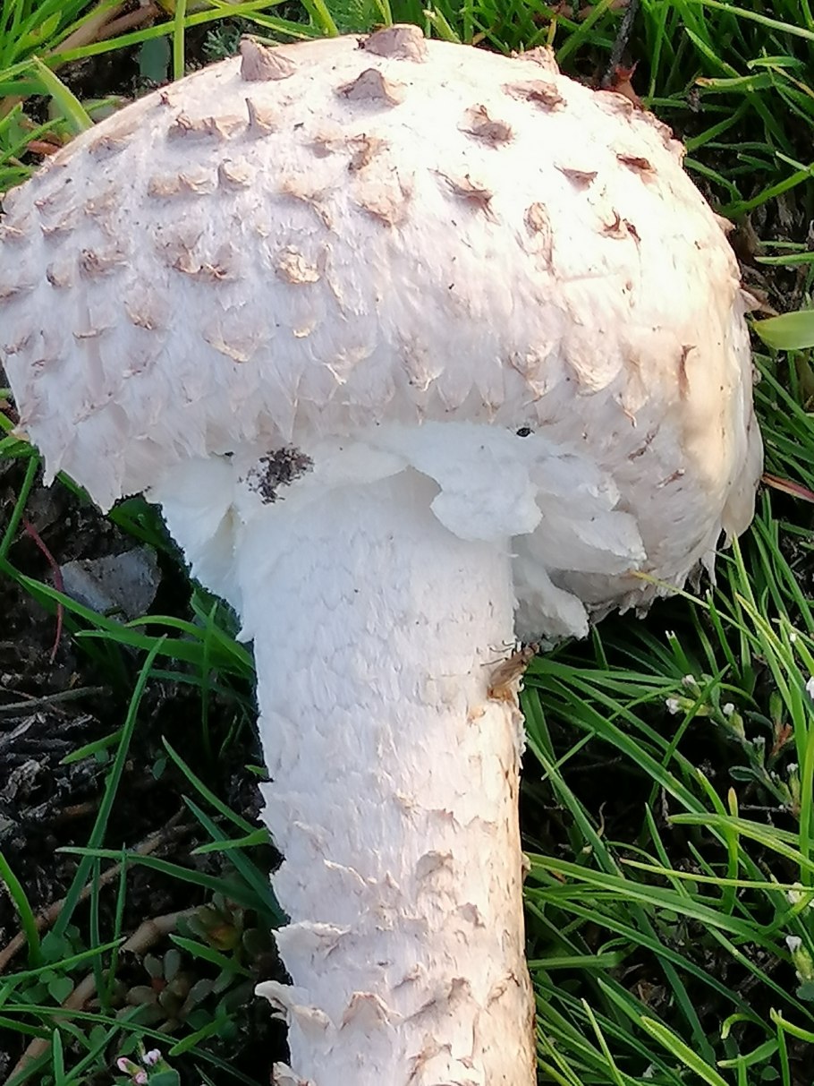 Навозник белый Coprinus comatus