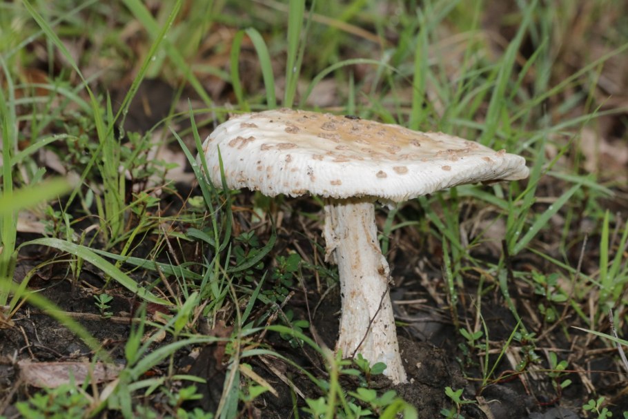 Мухомор шишковидный (Amanita strobiliformis)