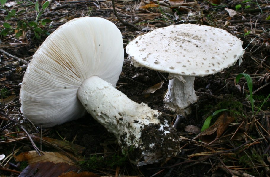 Amanita ocreata гриб