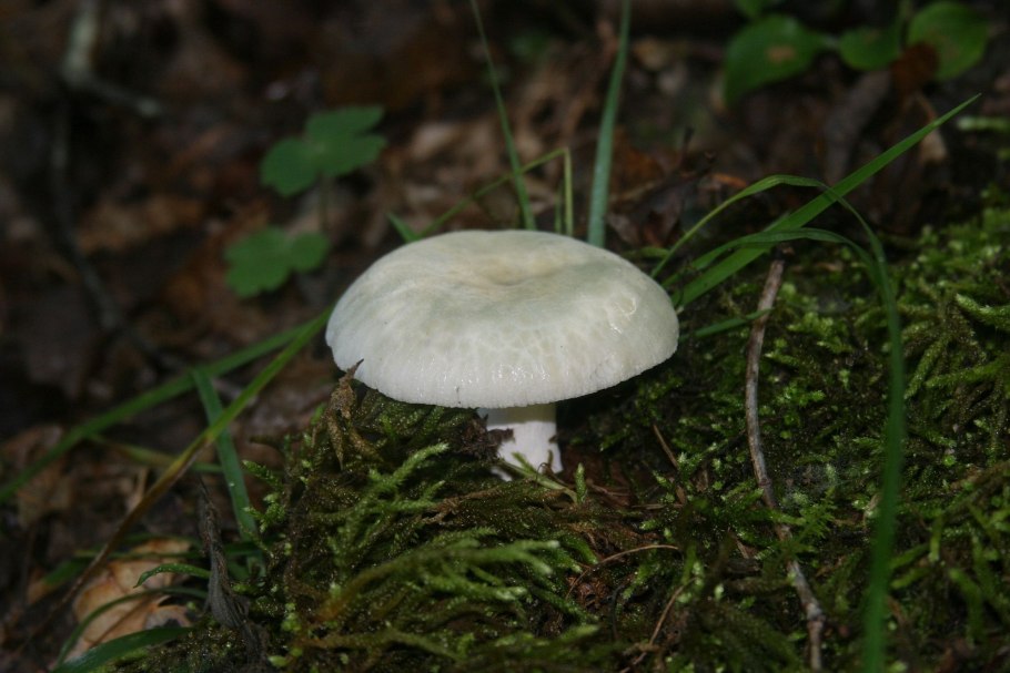 Гриб белого цвета с толстой ножкой